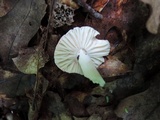 Russula minutula image