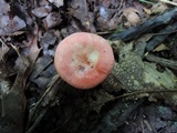 Russula minutula image