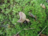 Helvella cupuliformis image