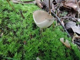 Helvella cupuliformis image