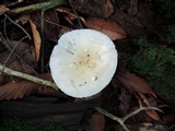 Amanita albocreata image
