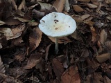 Amanita albocreata image