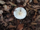 Amanita albocreata image