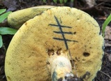 Boletus sensibilis image