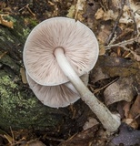 Pluteus tomentosulus image