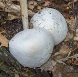 Pluteus tomentosulus image