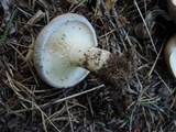 Lactarius argillaceifolius image
