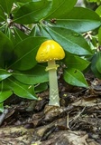 Amanita frostiana image