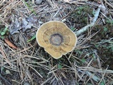 Coltricia perennis image