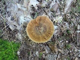 Coltricia perennis image