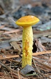 Heimioporus betula image