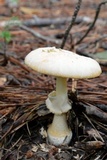Amanita roseitincta image