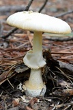 Amanita roseitincta image