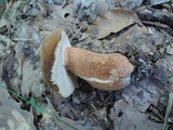 Tylopilus ferrugineus image