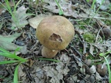 Tylopilus ferrugineus image