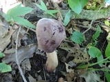 Tylopilus rubrobrunneus image