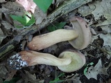 Tylopilus rubrobrunneus image