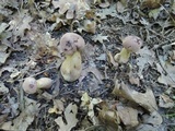 Tylopilus rubrobrunneus image