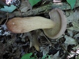 Tylopilus rubrobrunneus image
