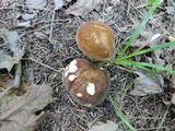 Xanthoconium affine image