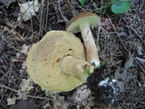 Xanthoconium affine image