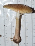Amanita rubescens var. rubescens image