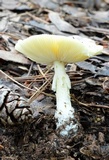 Amanita banningiana image