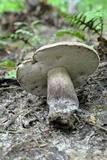 Tylopilus alboater image