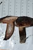 Tylopilus alboater image