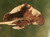 Conocybe apala image