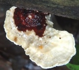 Earliella scabrosa image