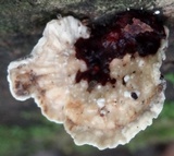 Earliella scabrosa image