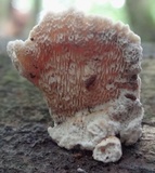Earliella scabrosa image