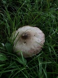 Agaricus pocillator image