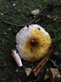 Agaricus pocillator image
