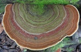 Funalia polyzona image