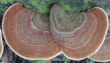 Funalia polyzona image