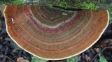 Funalia polyzona image