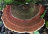 Funalia polyzona image