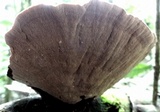 Funalia polyzona image