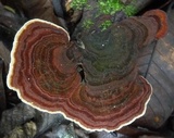 Funalia polyzona image