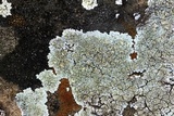Lecanora valesiaca image