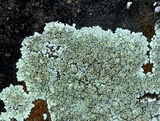 Lecanora valesiaca image