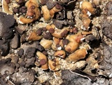 Psora pseudorussellii image