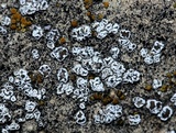 Myriolecis dispersa image