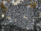 Myriolecis dispersa image