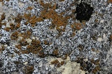 Myriolecis dispersa image