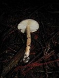 Limacella illinita image
