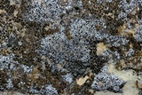 Myriolecis dispersa image