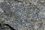 Myriolecis dispersa image
